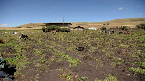 Harvest potatoes in the Peruvian highlands Stock Footage 40243079
