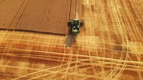 Harvest Process Up Close Ascend Rise Reveal Golden Crop Field Hot Summer Day Stock Footage 274144663
