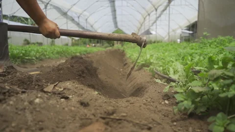 Harvest in Progress: Man Tilling the Land for Future Sowing Stock Footage 293183353