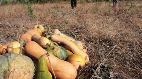 Harvest Pumpkin Stock Footage 42148570