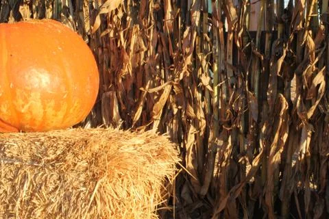 Harvest Pumpkin Stock Photos