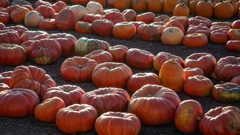 Harvest Pumpkins at a Patch at Sunset Stockfoto's