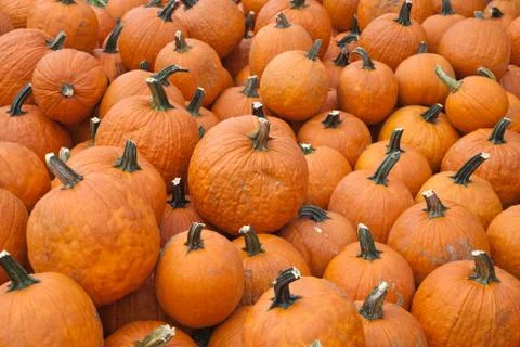 The harvest of pumpkins Stock Photos