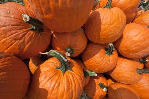 The harvest of pumpkins Stock Photos