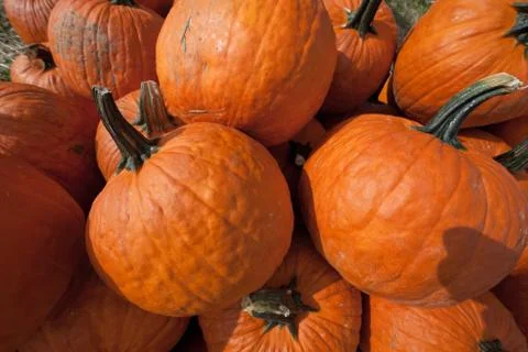 The harvest of pumpkins Stock Photos