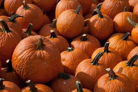 The harvest of pumpkins Stock Photos
