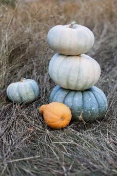 Harvest of pumpkins Stock Photos