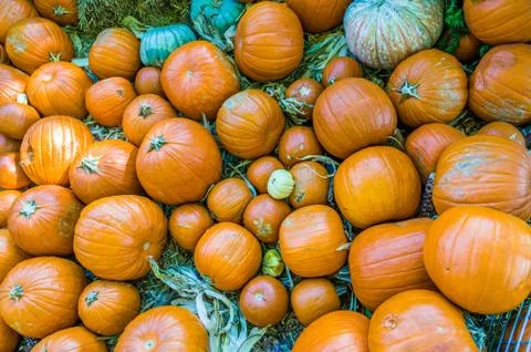 Harvest of pumpkins Stock Photos
