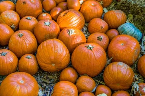 Harvest of pumpkins Stock Photos