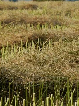 Harvest of rape Stock Photos