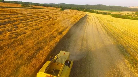 Harvest of rapeseed field. Stock Footage 77971799