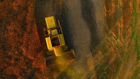 Harvest of rapeseed field. Stock Footage