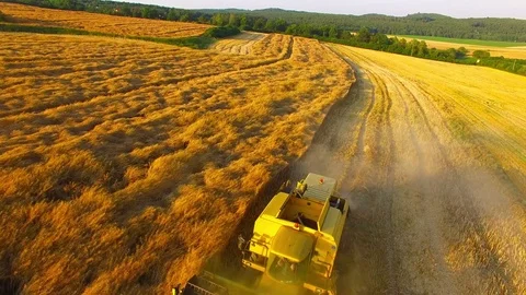 Harvest of rapeseed field. Stock Footage 77972443