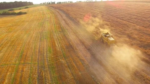 Harvest of rapeseed field. Stock Footage 77973120