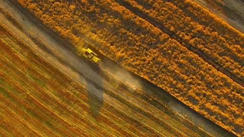 Harvest of rapeseed field. Stock Footage 77973763