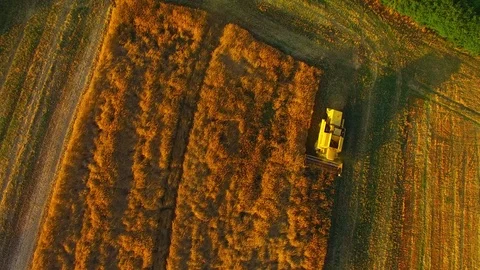 Harvest of rapeseed field. Stock Footage 77975852
