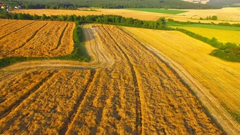 Harvest of rapeseed field. Stock Footage