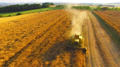 Harvest of rapeseed field. Stock Footage 77976844