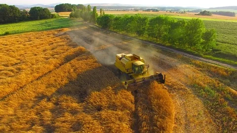 Harvest of rapeseed field. Stock Footage 77977356