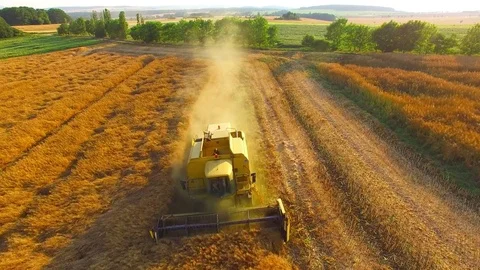 Harvest of rapeseed field. Stock Footage 77977469