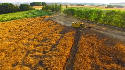 Harvest of rapeseed field. Stock Footage 77977795