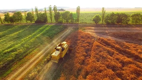 Harvest of rapeseed field. Stock Footage 77978045
