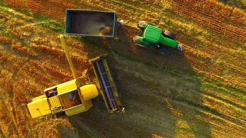 Harvest of rapeseed field. Stock Footage 77978634