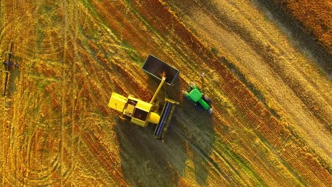 Harvest of rapeseed field. Stock Footage 77979121