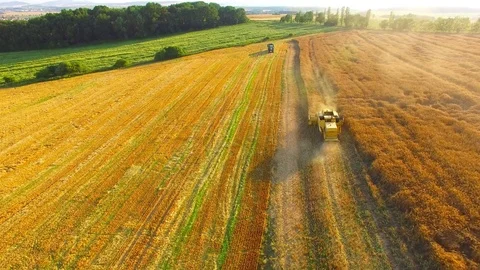 Harvest of rapeseed field. Stock Footage 77979638