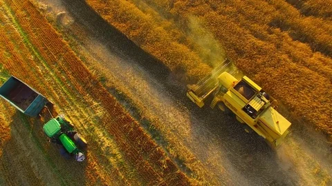 Harvest of rapeseed field. Stock Footage 77979689