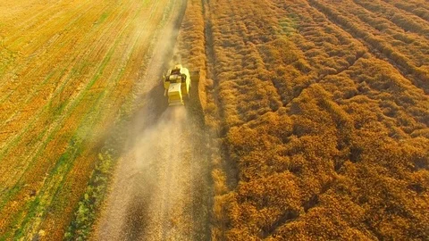 Harvest of rapeseed field. Stock Footage 77980129