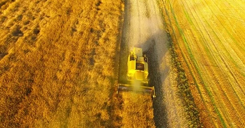 Harvest of rapeseed field. Stock Footage 77980323