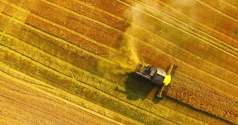Harvest of rapeseed field. Stock Footage 77980803