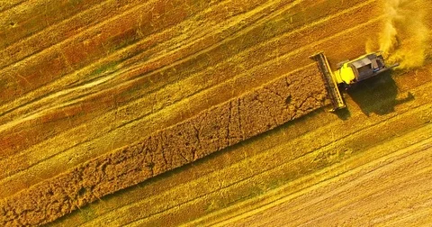 Harvest of rapeseed field. Stock Footage 77980822