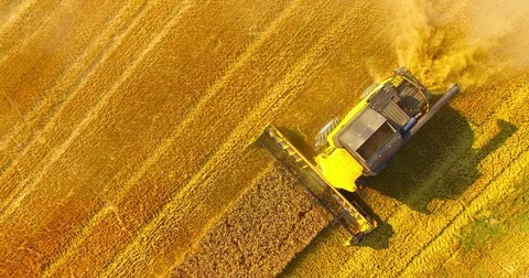 Harvest of rapeseed field. Stock Footage 77981132