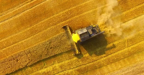 Harvest of rapeseed field. Stock Footage 77981404