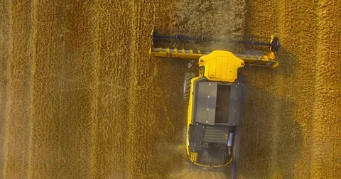 Harvest of rapeseed field. Stock Footage 77981475