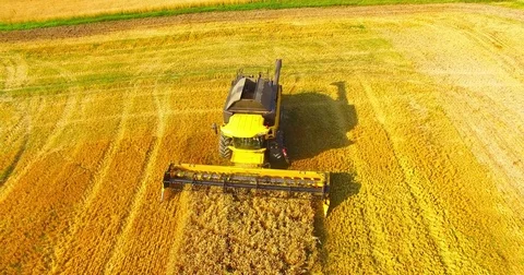 Harvest of rapeseed field. Stock Footage 77981661