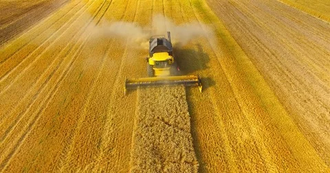 Harvest of rapeseed field. Stock Footage 77981814