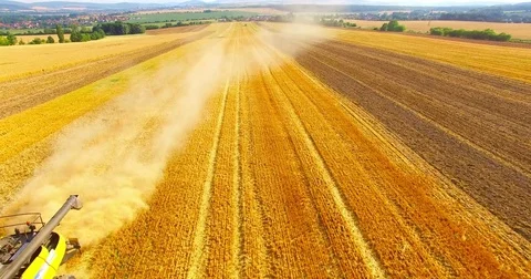 Harvest of rapeseed field. Vidéo 77982032