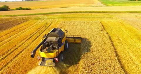 Harvest of rapeseed field. Video stock 77982466