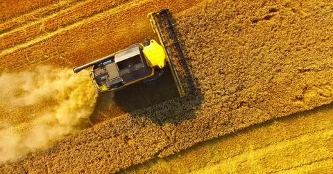 Harvest of rapeseed field. Video stock 77983039