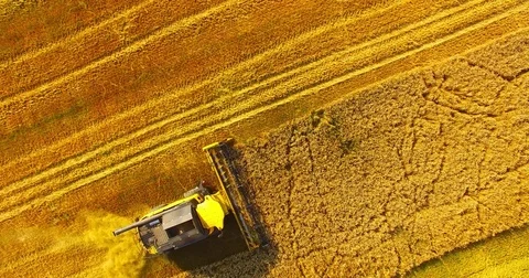 Harvest of rapeseed field. Video stock 77983666