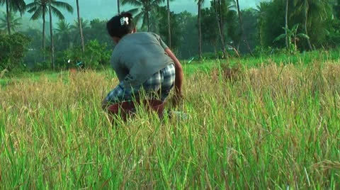 Harvest ready rice Stock Footage 22326383
