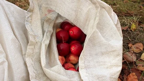 Harvest of red and yellow apples Stock Footage