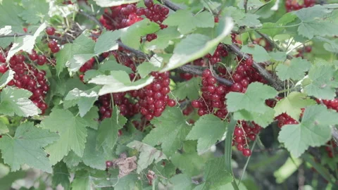 The harvest of red currant. Close up Stock Footage 92097972