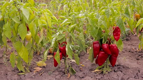 The harvest of red pepper. Vegetable. Video stock 61216769