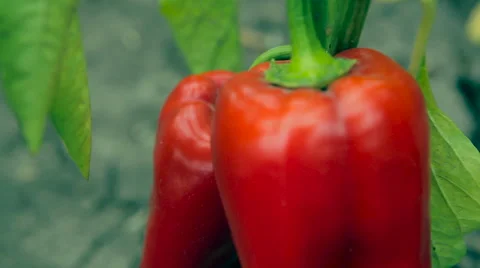 The harvest. red, sweet pepper in the garden. close-up Stock Footage 61215853