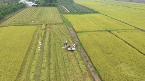 Harvest Rice in Can Tho Stock Footage 166248604