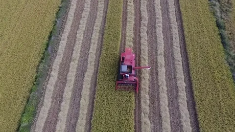 Harvest rice Stock Footage 83091108